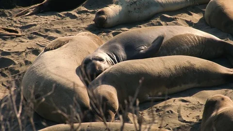 4k UHD Multiple elephant Seals cuddled together on beach Stock Footage 83434956