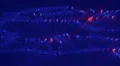 4K UHD organic flowing motion background sunset blue sparkle 4k or 4k+ Resolution