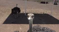 4K UHD ostrich close up beak eyes large eyelashes cute funny 4k or 4k+ Resolution