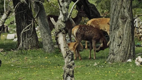 4K UHd A pack of red deer in a meadow Stock Footage