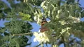 4K UHD painted lady butterfly feeding on moringa blossom 4k or 4k+ Resolution