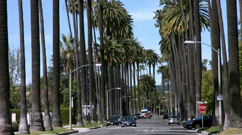 4K, UHD, Palm trees in tropical Beverly Hills, Los Angeles, California Stock Footage