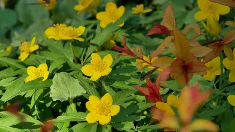 4K UHD panning close-up small spring yellow flowers over green leafs and grass 스톡 동영상 74858608