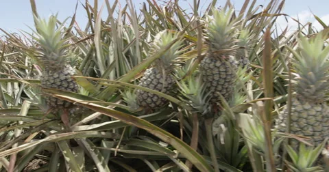 4K UHD: Pineapple Fields Tracking Shot Stock Footage 63155196