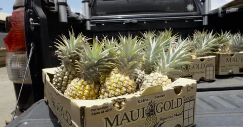 4K UHD: Pineapples On Tail Gate of Truck/Motion Tracking Stock Footage 63156117