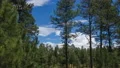 4K UHD pines and clouds time lapse tight 4k or 4k+ Resolution