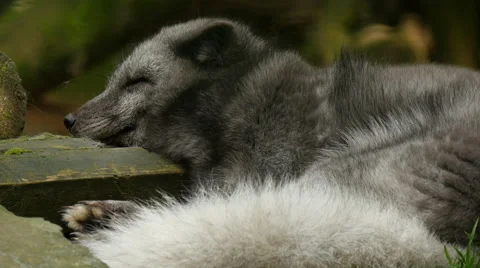 4K Uhd polarfox sleeping Stock Footage 42129491