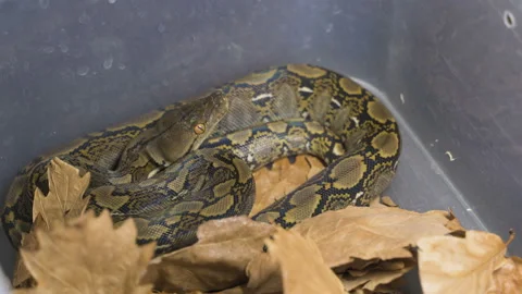 4k UHD Python reticulatus, also known as the (Asiatic) reticulated python Stockbeeldmateriaal 98545668