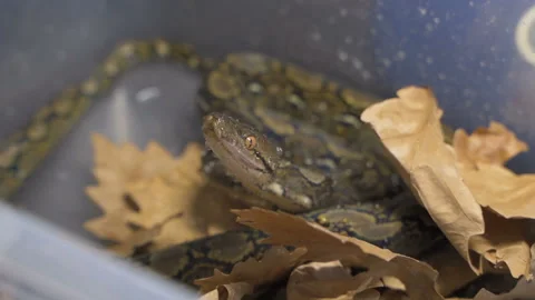 4k UHD Python reticulatus, also known as the (Asiatic) reticulated python 스톡 동영상 99145389