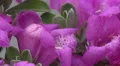 4K UHD red ant climbs around on texas ranger blossom 4k or 4k+ Resolution