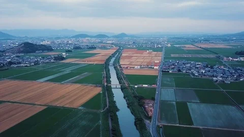 4K UHD Rice Fields Establishing Footage Vídeo Stock 82281392