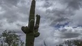 4K UHD Saguaro cactus with cloudy sky tilt pan traverse time lapse 4k or 4k+ Resolution