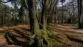 4k UHD scary shadows forest moonlight time lapse 11325 4k or 4k+ Resolution
