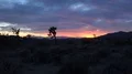 4K UHD slow pan Joshua Tree sunset capture 4k or 4k+ Resolution