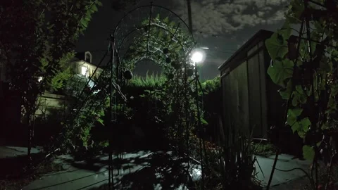 4K UHD Starlight Night Vision Time-lapse: 70-Day Cycle of Botanical Vines Stock Footage 345817005