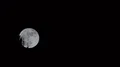 4K UHD supermoon rise out of pines time lapse  4k or 4k+ Resolution