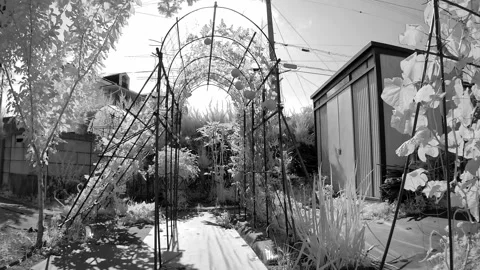 4K UHD Surreal Infrared Time-lapse: 70-Day Alien Flora and Decay Stock Footage 345816998