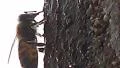 4K UHD - thirsty bees extreme closeup real time 4k or 4k+ Resolution