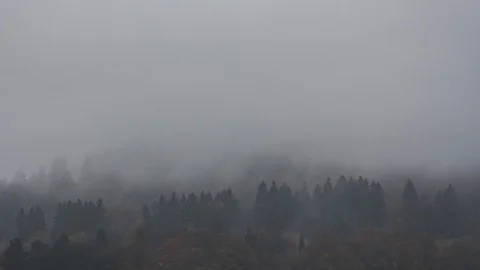 4K-UHD Time Lapse: Misty Forest Video stock 118255671