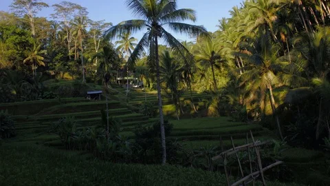 4K UHD time-lapse of palm trees and rice fields in Bali, Indonesia Stock Footage 98255490