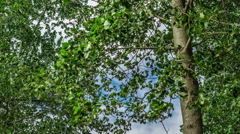 4K UHD Time Lapse of Poplar tree leaves shaking in a windy day Video stock 67406051