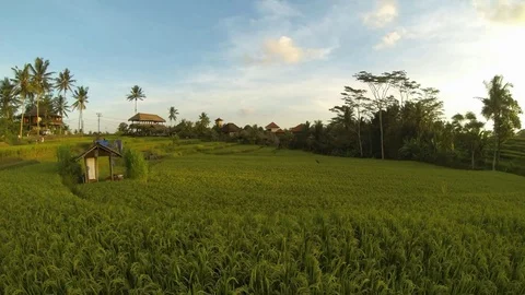 4K UHD time-lapse of rice fields in Bali, Indonesia Stock Footage 98252852