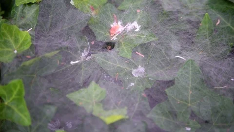 4k UHD Top view of spider web in vines Stock Footage 78126772