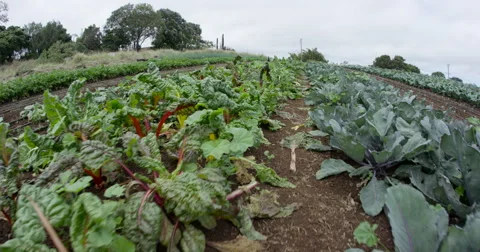 4K UHD: Tracking Shot Above Lettuce/Kale Garden Stock Footage 63154930