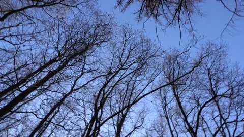 4K-UHD: Trees in Forest Stock Footage 150896267