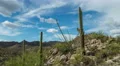 4K UHD turquoise blue sky clouds desert saguaro cactus time lapse 4k or 4k+ Resolution