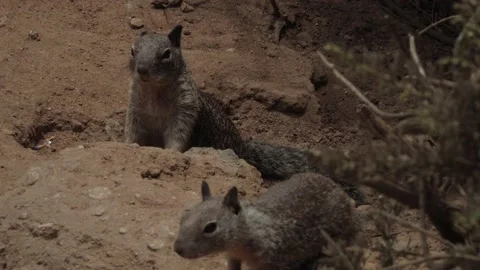 4K UHD - Two Squirrels Stock Footage 205710480