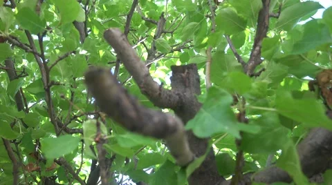 4K UHD ULTRA HD (Apple Tree) Kulltech Video stock 40732735