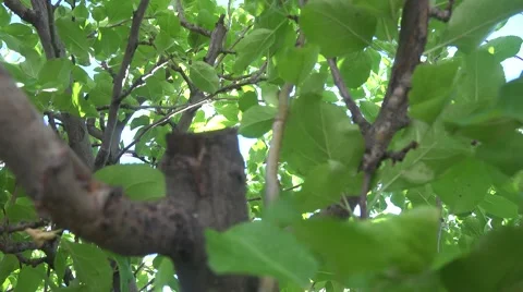 4K UHD ULTRA HD (Apple Tree Pan) Kulltech Stock-Footage 40732756