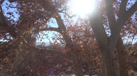 4K UHD ULTRA HD (Oak Tree 3) Kulltech Video stock 44921229