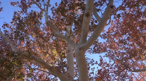 4K UHD ULTRA HD (Oak Tree 4) Kulltech Stock-Footage 44921347