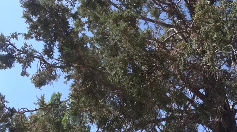 4K UHD ULTRA HD (Pine Tree) Kulltech Video stock 40732559