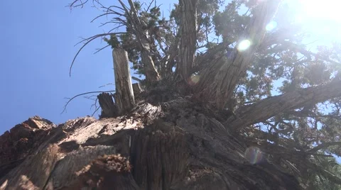 4K UHD ULTRA HD (Pine Tree Sun) Kulltech Stock-Footage 40732560