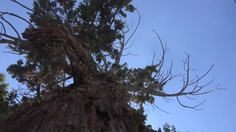 4K UHD ULTRA HD (Pine Tree Upward) Kulltech Stock-Footage 40732708