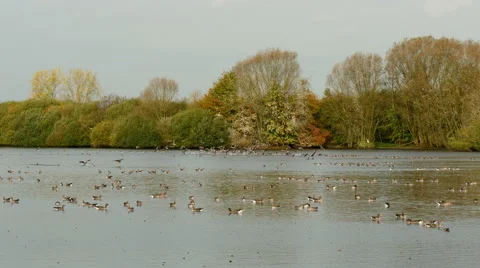 4K UHD very large flock of greylag geese swimming on lake and taking off Stock Footage 43060674