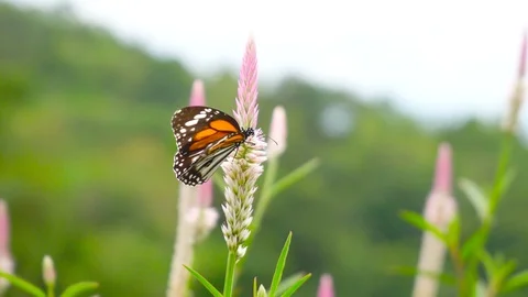 4K. UHD Video Clip. Macro shot, Close up Butterflty On Grass Flower In Summer Stock Footage 112645604