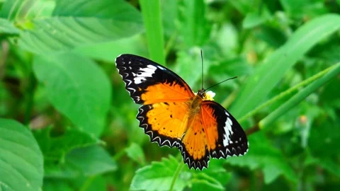 4K. UHD Video Clip. Macro shot, Close up Butterflty On Grass Flower In Summer. Video stock 114073222
