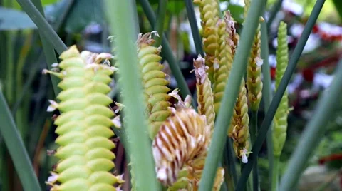 4K UHD video of a long-stem yellow Heliconia blooms in park, Singapore Stock Footage 47467401