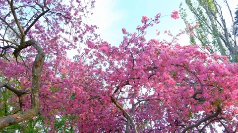 4K UHD walking and panning shot of pink sakura trees in spring garden or park 스톡 동영상 102720249