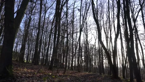 4K-UHD: Walking in Forrest Stock Footage 150901909