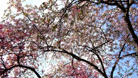 4K UHD walking, panning of pink blossoming sakura tree, blue sky in spring park 스톡 동영상 102496385