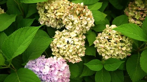 4k UHD Wide of Hydrangeo flowers dying Stock Footage 78127254