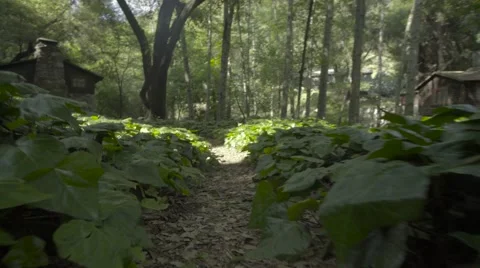4k UHD Wide Moving low through a small path in undergrowth Stock Footage 62846784