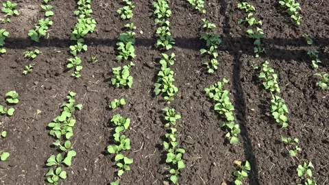 4K UHD Young radish in the ground. Nature. 50fps Stock-Footage 159748982