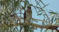 4K UHD zoom close up Harris hawk sitting tree Arizona looking around for prey 4k or 4k+ Resolution
