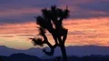 4K UHD zoom in on Joshua Tree during sunset 4k or 4k+ Resolution
